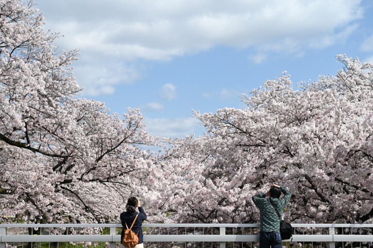 Culture de fruits et de baies (pommes, cassis) : du pays d’Othe à la Forêt de la tranquillité de demain du paysagiste Hiroki Kutsuna