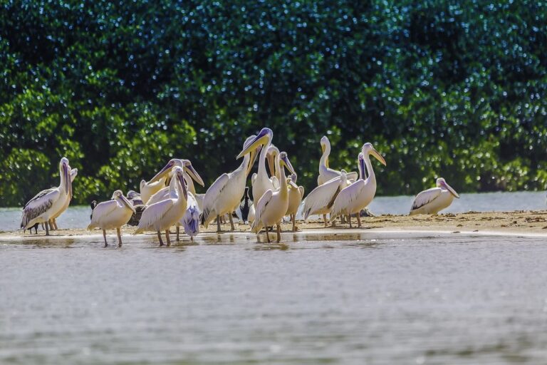 Au Sénégal, le Parc national des oiseaux du Djoudj va accueillir une grande caravane de découverte et de sensibilisation de la Grande Muraille Verte